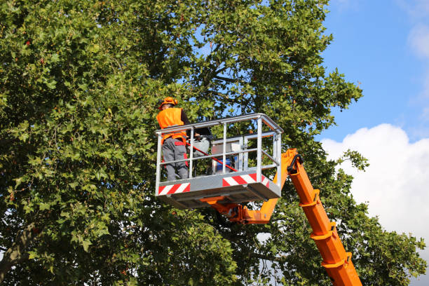 How Our Tree Care Process Works  in Tower Lakes, IL